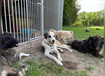 THEO, toller Kumpeltyp, 2 Jahre, 66 cm, Pflegestelle Kircheib, Tierschutz Rumänien