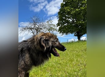 THEO, toller Kumpeltyp, 2 Jahre, 66 cm, Pflegestelle Kircheib, Tierschutz Rumänien