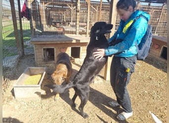 ♥OBELIX♥ ganz menschenbezogener und zutraulicher Pointer-Mix-Junghund 61 cm