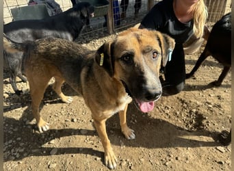 ♥KASPER♥ verschmuster, sehr menschenbezogener Rüde; er möchte so gerne die Welt kennenlernen 62 cm