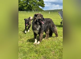 THEO, toller Kumpeltyp, 2 Jahre, 66 cm, Pflegestelle Kircheib, Tierschutz Rumänien