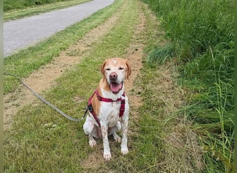 ♥BEAU♥ verliert sein Zuhause in Gelsenk-verschmuster, fitter,gut erzogener Labrador-PointerRüde 63cm