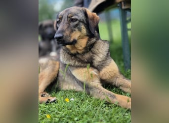AMY, liebe Frohnatur, 2 Jahre, 59 cm, Mischling, Pflegestelle 57635, Tierschutz Rumänien