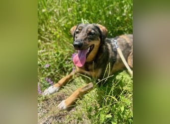 AMY, liebe Frohnatur, 2 Jahre, 59 cm, Mischling, Pflegestelle 57635, Tierschutz Rumänien