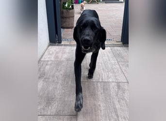 ♥OBELIX♥ neu auf Pflegestelle bei Köln - verschmuster, wahnsinnig toller Traumhund 62 cm