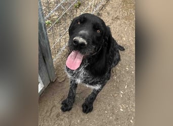 Notfell ⭐️HARRY⭐️, Deutsch-Drahthaar-Mix, Rüde, 9 Jahre, 63 cm, Mischling, Tierschutz Rumänien