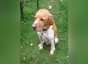 ♥BEAU♥ verliert sein Zuhause in Gelsenk-verschmuster, fitter,gut erzogener Labrador-PointerRüde 63cm