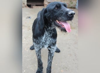 ⭐HARRY⭐, Deutsch-Drahthaar-Mix, Rüde, 9 Jahre, 63 cm, Mischling, Tierschutz Rumänien