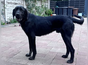 ♥OBELIX♥ neu auf Pflegestelle bei Köln - verschmuster, wahnsinnig toller Traumhund 62 cm