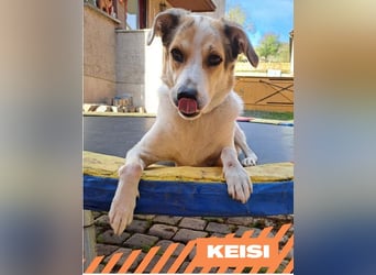 Keisi