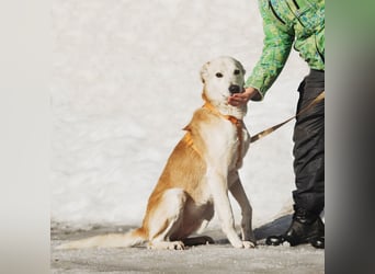 Großer Hund mit großem Herz sucht seine Chance