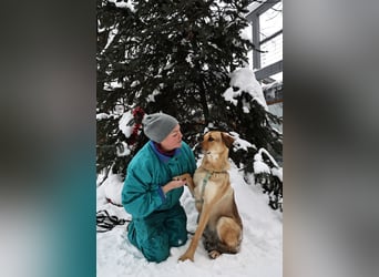 Freundliche Tuchka ❤️ sucht ein ruhigeres Zuhause