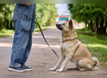 Intelligenter Zeus ❤️ sucht aktive Menschen