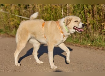 Intelligente und menschenbezogene Kaia ❤️ sucht ein eigenes Zuhause