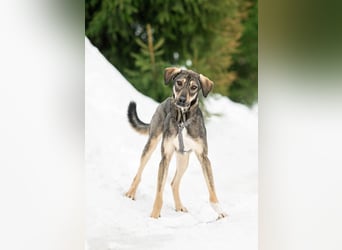 MARTA ❤️ sie wartet immer noch auf ihren Menschen