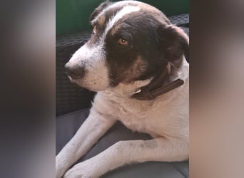Rich ❤️ ein sanfter Riese, der endlich ankommen möchte