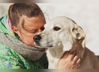 Großer Hund mit großem Herz sucht seine Chance