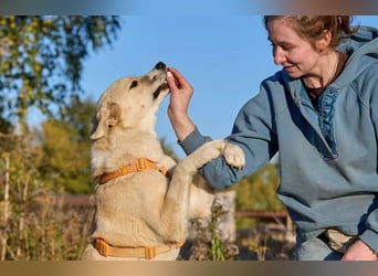 Intelligente und menschenbezogene Kaia ❤️ sucht ein eigenes Zuhause