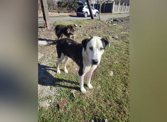 Liebenswerter Pluto ❤️ sucht sein Zuhause