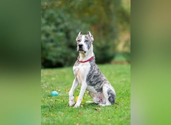 Großer Tierschutzrüde Morris ❤️ (in Aitrang) sucht freundliches Zuhause