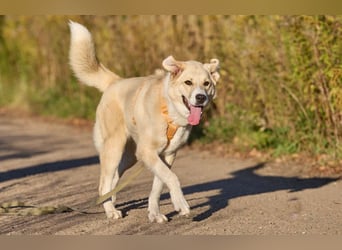 Intelligente und menschenbezogene Kaia ❤️ sucht ein eigenes Zuhause