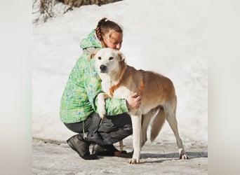 Großer Hund mit großem Herz sucht seine Chance