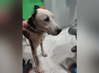 Liebenswerter Pluto ❤️ sucht sein Zuhause