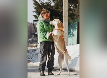 Großer Hund mit großem Herz sucht seine Chance