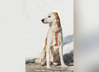 Großer Hund mit großem Herz sucht seine Chance