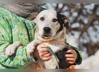 Liebenswerter Pluto ❤️ sucht sein Zuhause