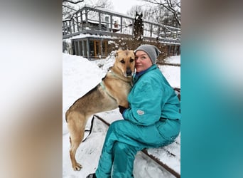 Freundliche Tuchka ❤️ sucht ein ruhigeres Zuhause