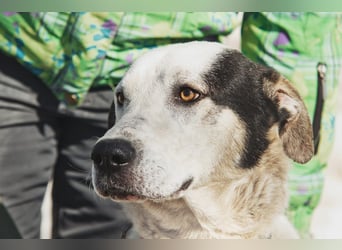 Liebenswerter Pluto ❤️ sucht sein Zuhause