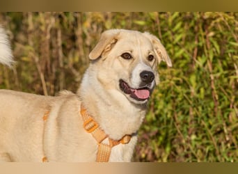 Intelligente und menschenbezogene Kaia ❤️ sucht ein eigenes Zuhause