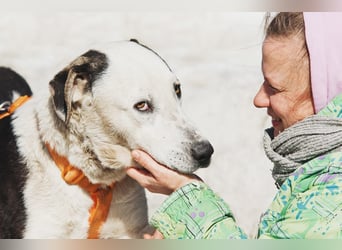 Liebenswerter Pluto ❤️ sucht sein Zuhause