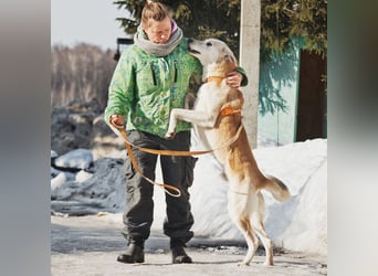Großer Hund mit großem Herz sucht seine Chance