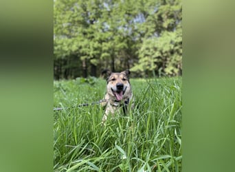 Ruhige Pavelica ❤️ sucht liebevolles Zuhause
