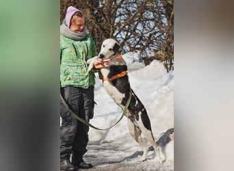 Liebenswerter Pluto ❤️ sucht sein Zuhause