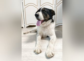Rich ❤️ ein sanfter Riese, der endlich ankommen möchte