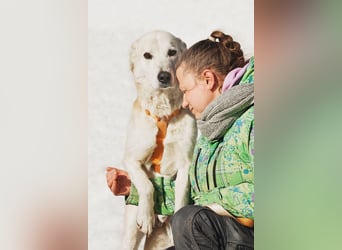 Großer Hund mit großem Herz sucht seine Chance