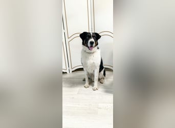 Rich ❤️ ein sanfter Riese, der endlich ankommen möchte