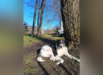Rich ❤️ ein sanfter Riese, der endlich ankommen möchte