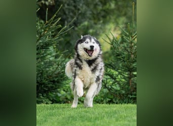 Nord ❤️ ein liebevoller Senior auf der Suche nach seinem Glück