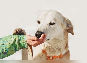 Großer Hund mit großem Herz sucht seine Chance