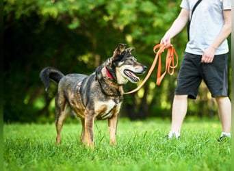 Souveräner Rüde Borman ❤️ mit ruhigem Wesen sucht erfahrenes Zuhause