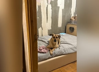 Freundliche Tuchka ❤️ sucht ein ruhigeres Zuhause