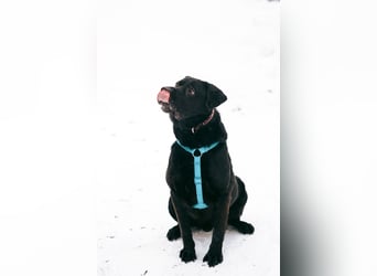 Rash ❤️ Kraftpaket mit großem Herzen sucht aktive Menschen