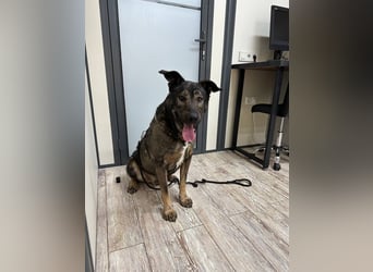 Pupsik ❤️ Sanfter Riese sucht sein Für-immer-Zuhause