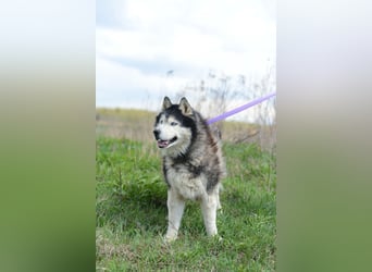 Nord ❤️ ein liebevoller Senior auf der Suche nach seinem Glück