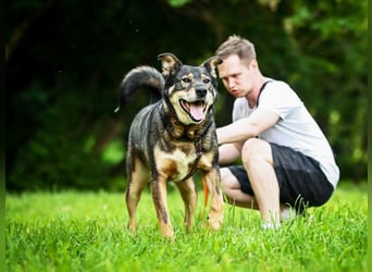 Souveräner Rüde Borman ❤️ mit ruhigem Wesen sucht erfahrenes Zuhause