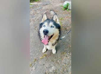 Nord ❤️ ein liebevoller Senior auf der Suche nach seinem Glück